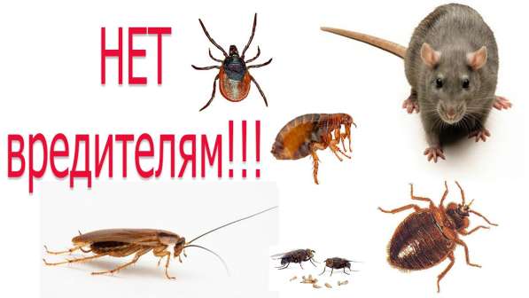 Уничтожение Тараканов и Клопов