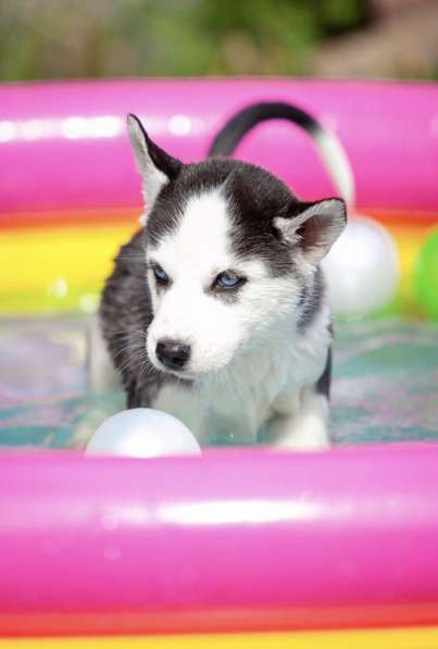 Продажа породистых щенков Хаски в Москве фото 11