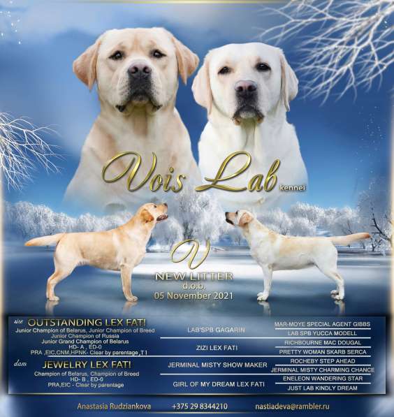 Щенки лабрадора ретривера в фото 12