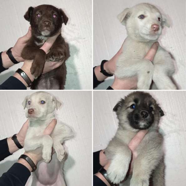 Щенки будут небольшими