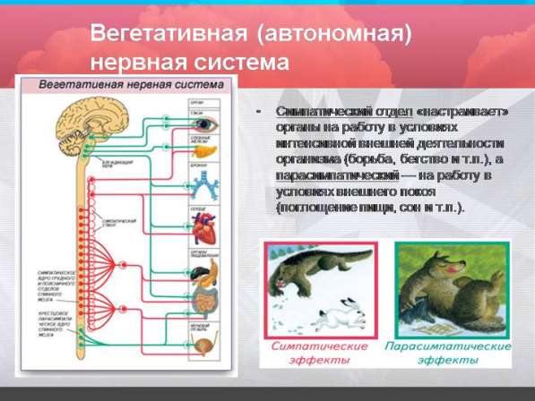 Репетиторство в Анне фото 4