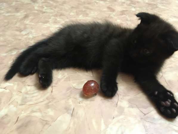 Продам котят в Томске фото 6