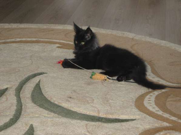 Котята мейн-куна в Калуге фото 4