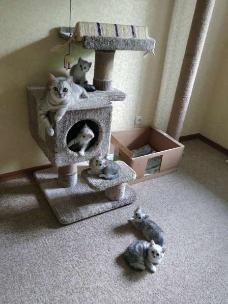 Продаются котята, чистокровные британочки!Срочно! в фото 8