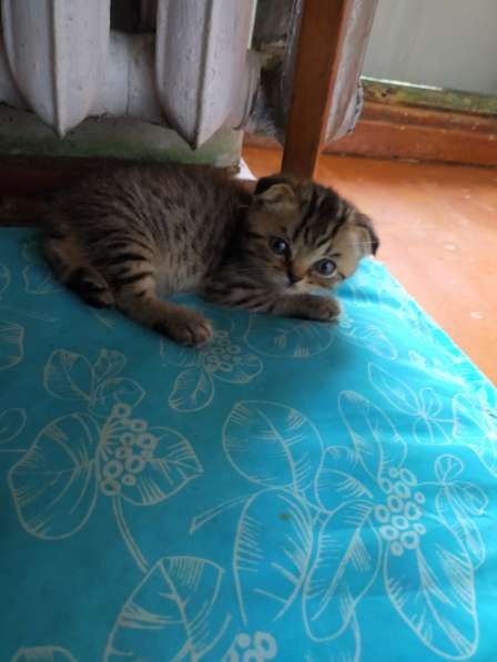 Шотландские котята в фото 29
