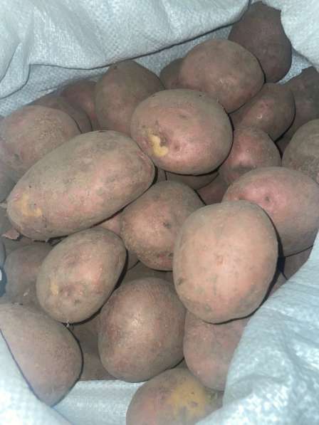 Картофель крупный в Иванове