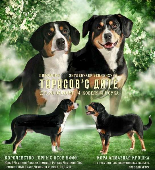 Entlebucher sennenhund в фото 12