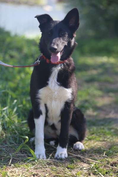 Коротколапик Тея ищет дом в Москве фото 3