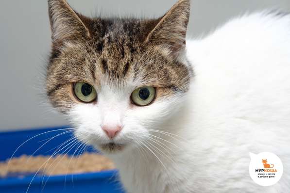 Невероятная кошечка Даша в Москве