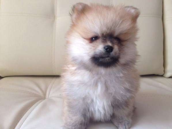 Щенок шпица персиковая девочка в Санкт-Петербурге фото 4