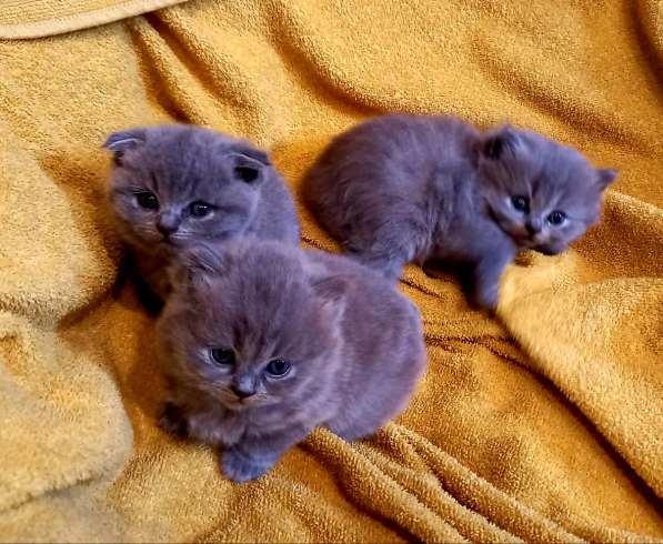 Британская длинношерстные и короткошерстные в фото 4
