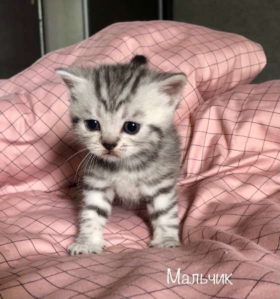 Шотландские котята в Самаре фото 5