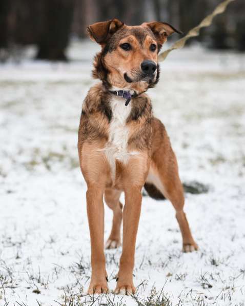 Очаровательная собачка компактного размера в Санкт-Петербурге фото 56