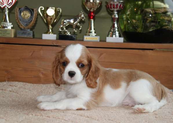 Кавалер Кинг Чарльз Спаниель (крови Франция) в Москве фото 10
