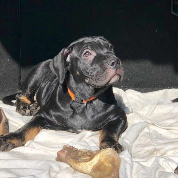 Ка де бо в Санкт-Петербурге фото 7