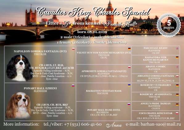 Продается щенок кавалер кинг чарльз спаниеля в Калининграде фото 3
