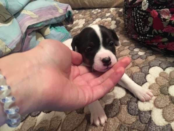 Джек рассел терьер щенята в Санкт-Петербурге