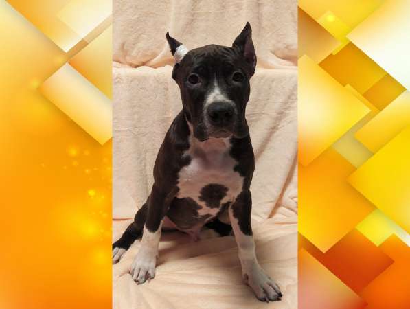 Щенки амстаффа в Москве фото 27