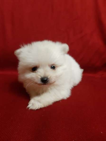 Шпиц мальчик в Москве