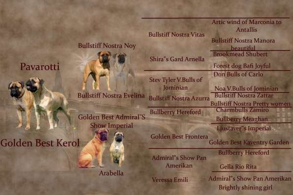 Бульмастифы в Екатеринбурге в Екатеринбурге