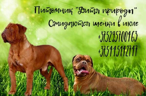 Щенки бордоского дога в фото 5