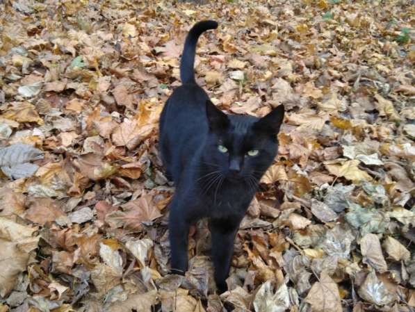 Черный кот на желтых листьях. Возьмите домашнего котика домо в Москве