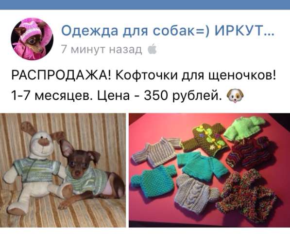 Одежда той-терьер собака щенок в Иркутске фото 3
