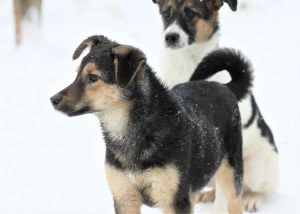 Чудесная малышка Бэмби ищет семью! в Москве фото 15
