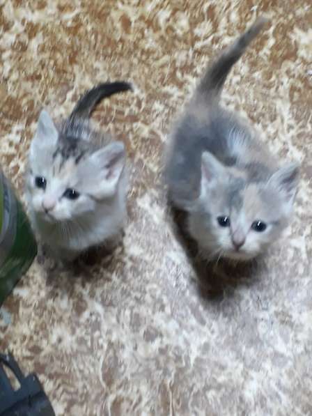 Чудный трёхцветный счастливый котёнок-девочка в добрые руки! в Саках фото 20