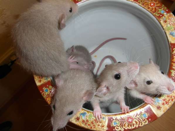 Продаются крысята породы Дамбо в Сестрорецке фото 6