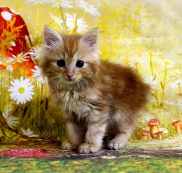 Курильский бобтейл мальчик в Москве