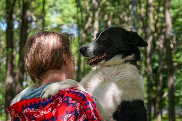 Жизнерадостный пес Грэм в добрые руки в Москве фото 7