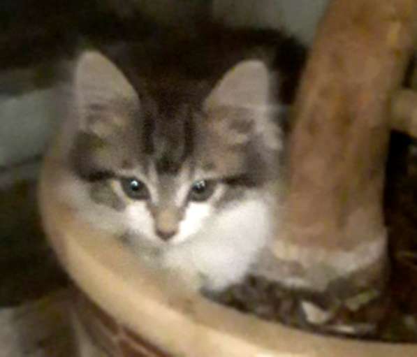 Кошка в добрые руки