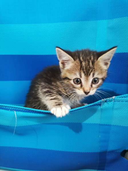 Котята в Подольске фото 3