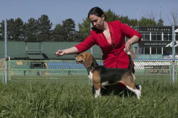 Предлагаю услуги дрессировки собак и подготовки к выставкам в Таганроге фото 5