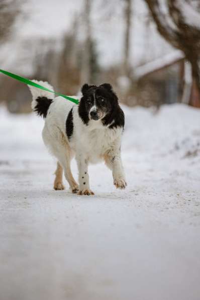 Пушистая собака Снежа в добрые руки в Москве фото 10