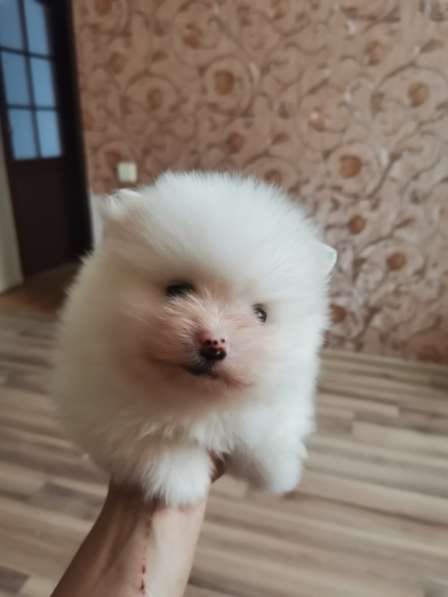 Щенки шпица в фото 5