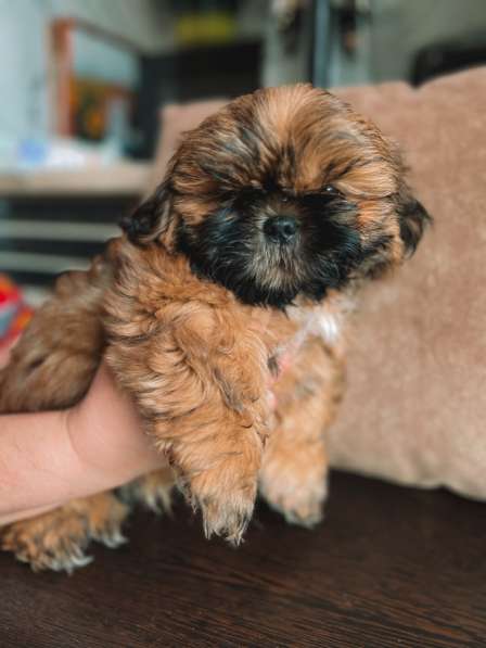 Малыш ши-тцу в Москве фото 7