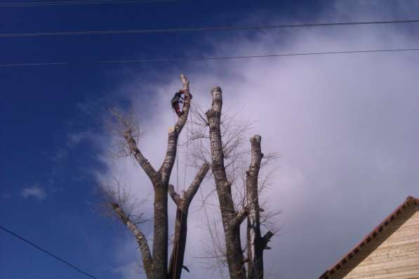 Спил деревьев, утилизация древесных остатков, дробилка в Кирове