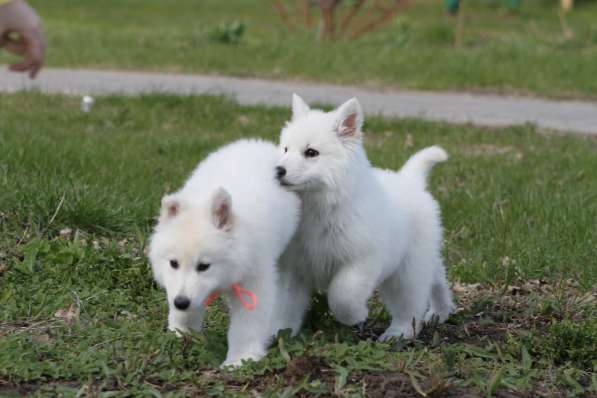 Щенки БШО в Москве фото 35