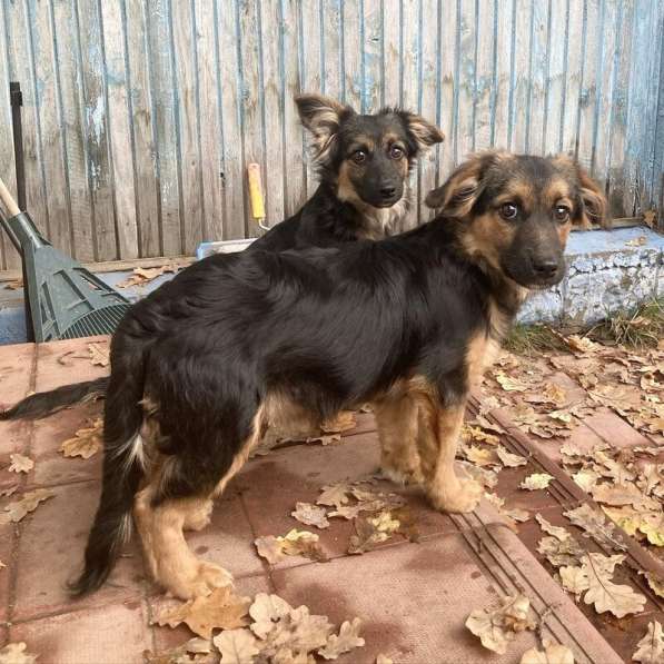 Коротколапые щенки в добрые руки в Москве фото 15