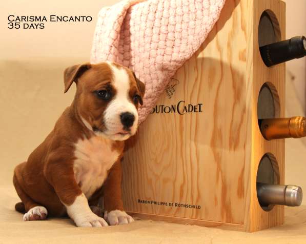 Щенки амстаффа в Санкт-Петербурге фото 16