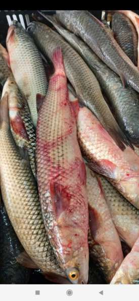 Живая рыба оптом в Приморско-Ахтарске