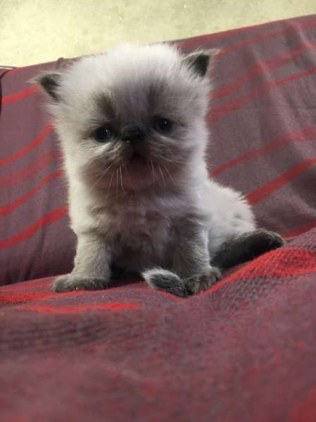 Экзотическая кошка (экзот-экстримал). Редкий окрас в фото 6