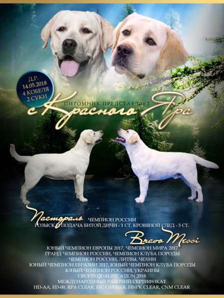 Щенки Лабрадора в Красноярске фото 10