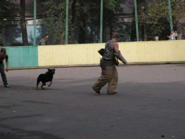 Дрессировка собак в группе на площадке в Москве в Москве