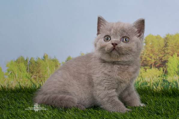 Продаются 2 британских девочки в Санкт-Петербурге