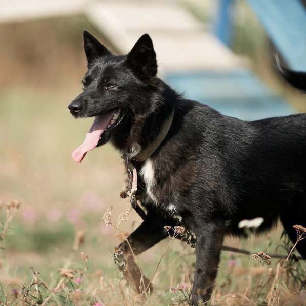 Собака в добрые руки в Орехово-Зуево фото 3