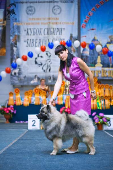 Продается щенок кеесхонда (вольфшпица) в Новосибирске
