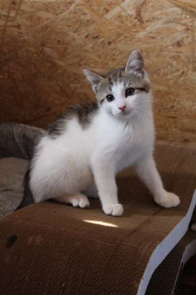 Зеленоглазая нежная красавица-кошка в Санкт-Петербурге фото 34